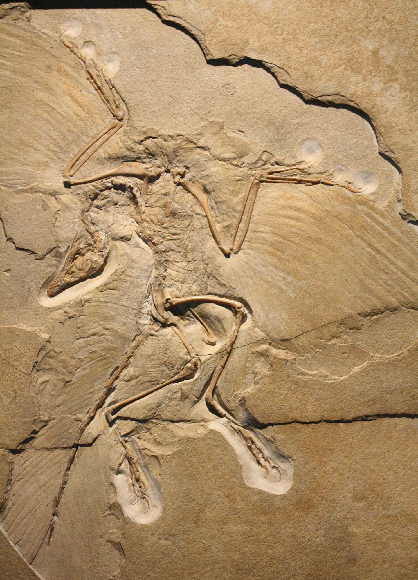 Archaeopteryx Steckbrief