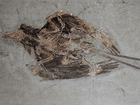 Fossil des Confuciusornis / paleo_bear - bearbeitet durch Dinodata.de - Creative Commons 4.0 International (CC BY 4.0)