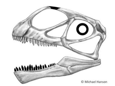 Schädel des Abrosaurus / © Michael Hanson. Verwendet mit freundlicher Genehmigung des Autors.
