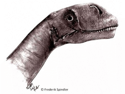 Abrosaurus / © Frederik Spindler. Verwendet mit freundlicher Genehmigung des Autors.