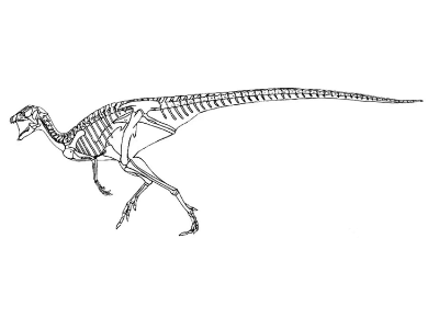 Skelettzeichnung des Agilisaurus / © Rutger Jansma. Verwendet mit freundlicher Genehmigung des Autors.