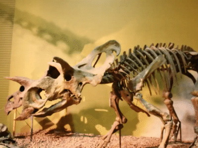Skelett des Albertaceratops / © Lily Croll. Verwendet mit freundlicher Genehmigung des Autors.