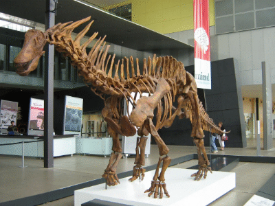 Skelett des Amargasaurus / Craig T. Dylke. Creative Commons NonCommercial-NoDerivs 2.0 Generic (CC BY-NC-ND 2.0)