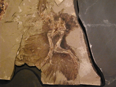 Fossil des Anchiornis / Kumiko. Creative Commons ShareAlike 2.0 Generic (CC BY-SA 2.0)