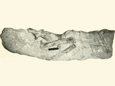 Fossilien des Anchisaurus. Bild ist gemeinfrei
