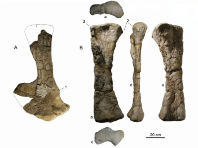Fossilien des Angolatitan / Mateus et al. Creative Commons 4.0 International (CC BY 4.0)