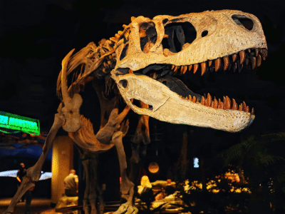 Skelett des Appalachiosaurus / Ralph Daily. Creative Commons 2.0 Generic (CC BY 2.0)