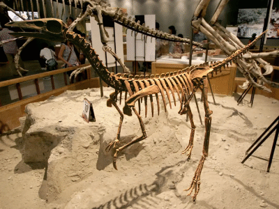 Skelett des Archaeornithomimus / Kabacchi. Creative Commons 2.0 Generic (CC BY 2.0)
