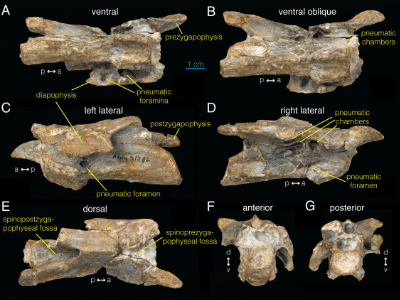 Wirbel des Archaeornithomimus / Watanabe et al. Creative Commons 4.0 International (CC BY 4.0)