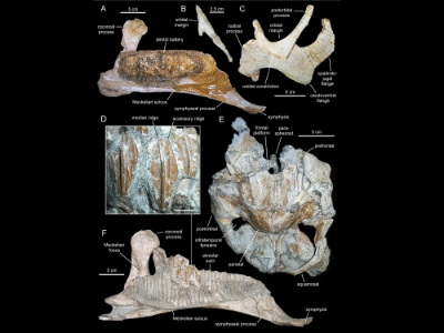 Fossilien des Arenysaurus / Prieto-Márquez et al. Creative Commons 4.0 International (CC BY 4.0)
