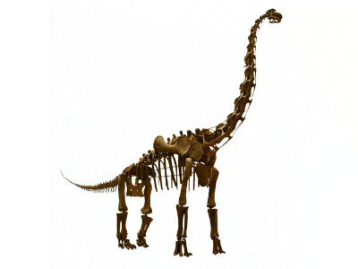 Skelett des Brachiosaurus / Mark Ryan. Creative Commons NonCommercial-NoDerivs 2.0 Generic (CC BY-NC-ND 2.0)