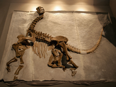 Skelett des Camarasaurus /  Kabacchi. Creative Commons 2.0 Generic (CC BY 2.0)