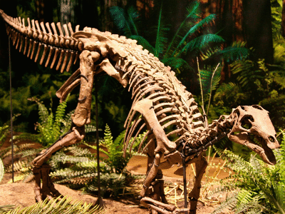 Skelett des Camptosaurus / Via Tsuji. Creative Commons NonCommercial-NoDerivs 2.0 Generic (CC BY-NC-ND 2.0)