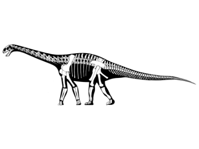 Skelettzeichnung des Cetiosaurus / Jaime A. Headden. Creative Commons 3.0 Unported (CC BY 3.0)