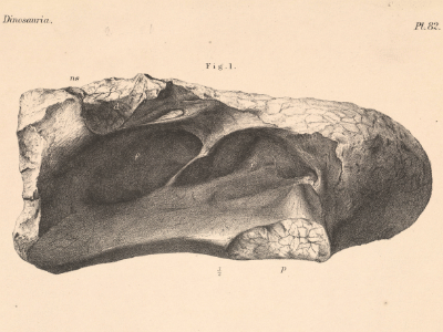 Wirbleknochen des Chondrosteosaurus. CC0 1.0 Universal (CC0 1.0) Public Domain Dedication