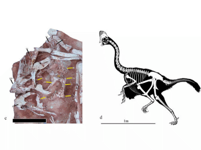 Fossil des Corythoraptor / Lü et al. Creative Commons 4.0 International (CC BY 4.0)