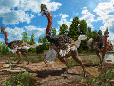 Corythoraptor / Zhao Chuang. Creative Commons 4.0 International (CC BY 4.0)