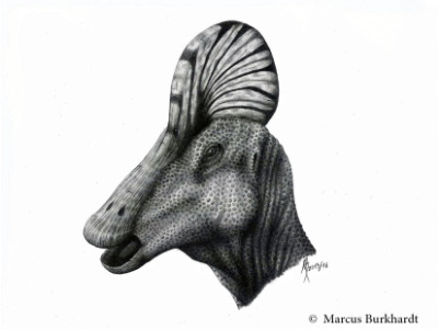 Corythosaurus / © Marcus Burkhardt. Verwendet mit freundlicher Genehmigung des Autors.