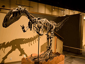 Skelett des Dilophosaurus /  Chris Blakeley. Creative Commons NonCommercial-NoDerivs 2.0 Generic (CC BY-NC-ND 2.0)