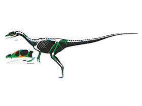 Skelett des Dracoraptor / Martill et al. 
Creative Commons 4.0 International (CC BY 4.0)