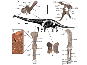 Fossilien des Dreadnoughtus / Lacovara et al. Creative Commons 4.0 International (CC BY-NC-SA 4.0)