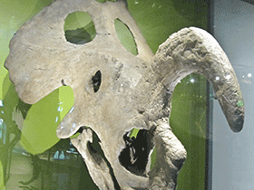 Schädel des Einiosaurus / Alyse & Remi. Creative Commons NonCommercial-NoDerivs 2.0 Generic (CC BY-NC-ND 2.0)