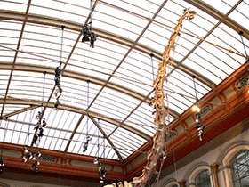 Skelett des Giraffatitan
 / Uwe Jelting. Creative Commons 4.0 International (CC BY 4.0)