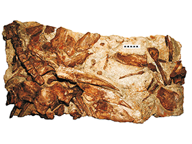 Holotyp des Hylaeosaurus / Sachs & Hornung. Creative Commons 4.0 International (CC BY 4.0)