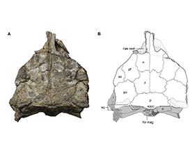 Schädel des Kunbarrasaurus / © Leahey et al. Creative Commons 4.0 International (CC BY 4.0)