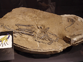 Fossil des Limusaurus / Tomoaki Inaba. Creative Commons ShareAlike 2.0 Generic (CC BY-SA 2.0)