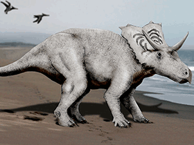 Mojoceratops / © N. Tamura. Verwendet mit freundlicher Genehmigung des Autors.