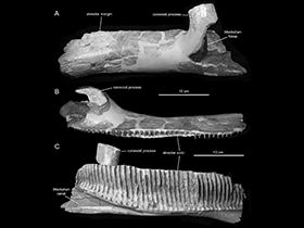 Kieferknochen des Magnapaulia / Prieto-Márquez et al. Creative Commons 4.0 International (CC BY 4.0)