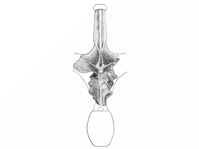 Zeichnung des unvollständigen Wirbelknochens. Bild ist gemeinfrei (Public domain)