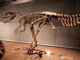Skelett des Monolophosaurus / Kabacchi. Creative Commons 2.0 Generic (CC BY 2.0)