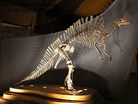 Skelett des Ouranosaurus / il_gatto_nero. Creative Commons NonCommercial 2.0 Generic (CC BY-NC 2.0)