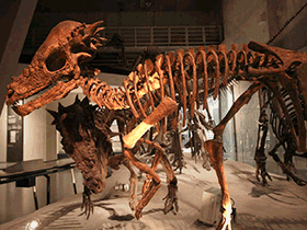 Skelettrekonstruktion des Pachycephalosaurus / Kabbachi. Creative Commons 2.0 Generic (CC BY 2.0)