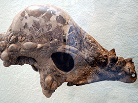 Schädel des Pachycephalosaurus / Dan McCay. Creative Commons 2.0 Generic (CC BY 2.0)