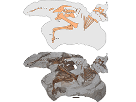 Parasaurolophus-Fossil / Farke et al. Creative Commons 4.0 International (CC BY 4.0)