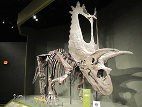 Pentaceratops / Kurt McKee. Creative Commons ShareAlike 2.0 Generic (CC BY-SA 2.0)