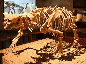 Skelett des Pinacosaurus  / Kabacchi. Creative Commons 2.0 Generic (CC BY 2.0)