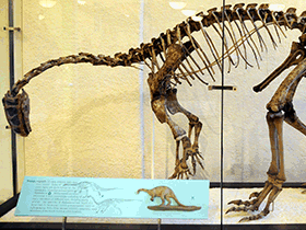 Skelett des Plateosaurus / Vince Smith. Creative Commons ShareAlike 2.0 Generic (CC BY-SA 2.0)