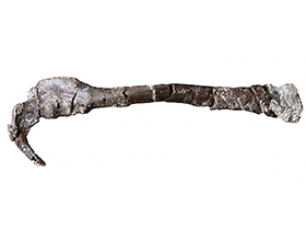 Holotyp des Pneumatoraptor / Csiki-Sava et al. Creative Commons 4.0 International (CC BY 4.0)