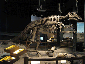 Skelett des Prosaurolophus / Craig Dylke. Creative Commons NonCommercial-NoDerivs 2.0 Generic (CC BY-NC-ND 2.0)