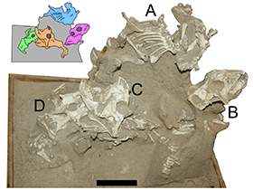 Fossilien des Protoceratops / Hone et al. Creative Commons 4.0 International (CC BY 4.0)