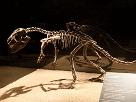 Skelett des Psittacosaurus / Jordi Payà. Creative Commons ShareAlike 2.0 Generic (CC BY-SA 2.0)