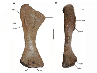 Humerus © Upchurch et al. Creative Commons NonCommercial-NoDerivatives 4.0 International (CC BY-NC-ND 4.0)