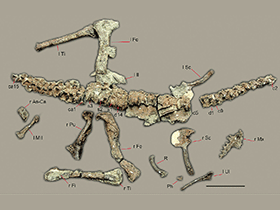 Fossil des Sanjuansaurus / Alcober & Martinez. Creative Commons 3.0 Unported (CC BY 3.0)