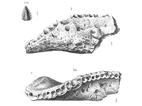 Unterkieferfragment des Sarcolestes. Bild ist gemeinfrei (Public domain)