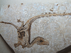 Sinosauropteryx / Ose & Olai Skjaervoy. Creative Commons 2.0 Generic (CC BY 2.0)