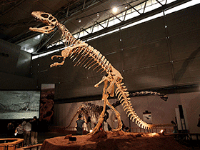 Sinraptor / © Kabacchi . Creative Commons 2.0 Generic (CC BY 2.0)